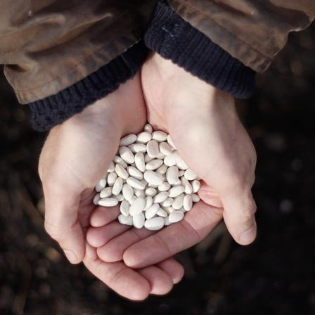 Handful of white beans