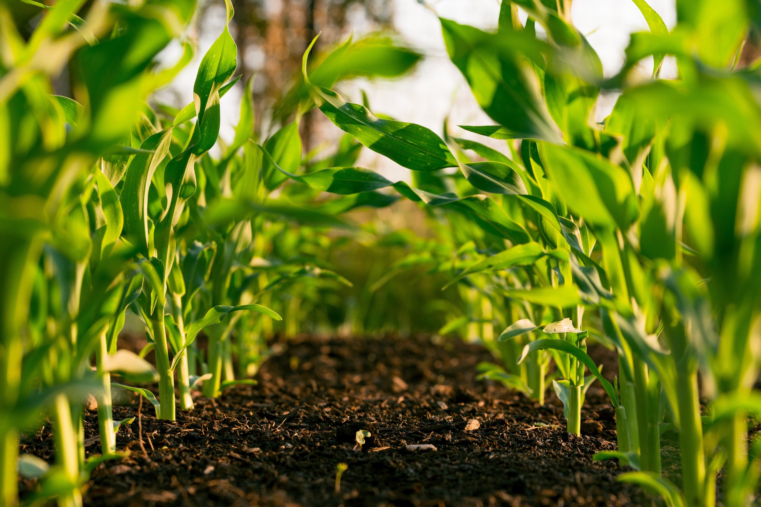 Regenerative Farming 