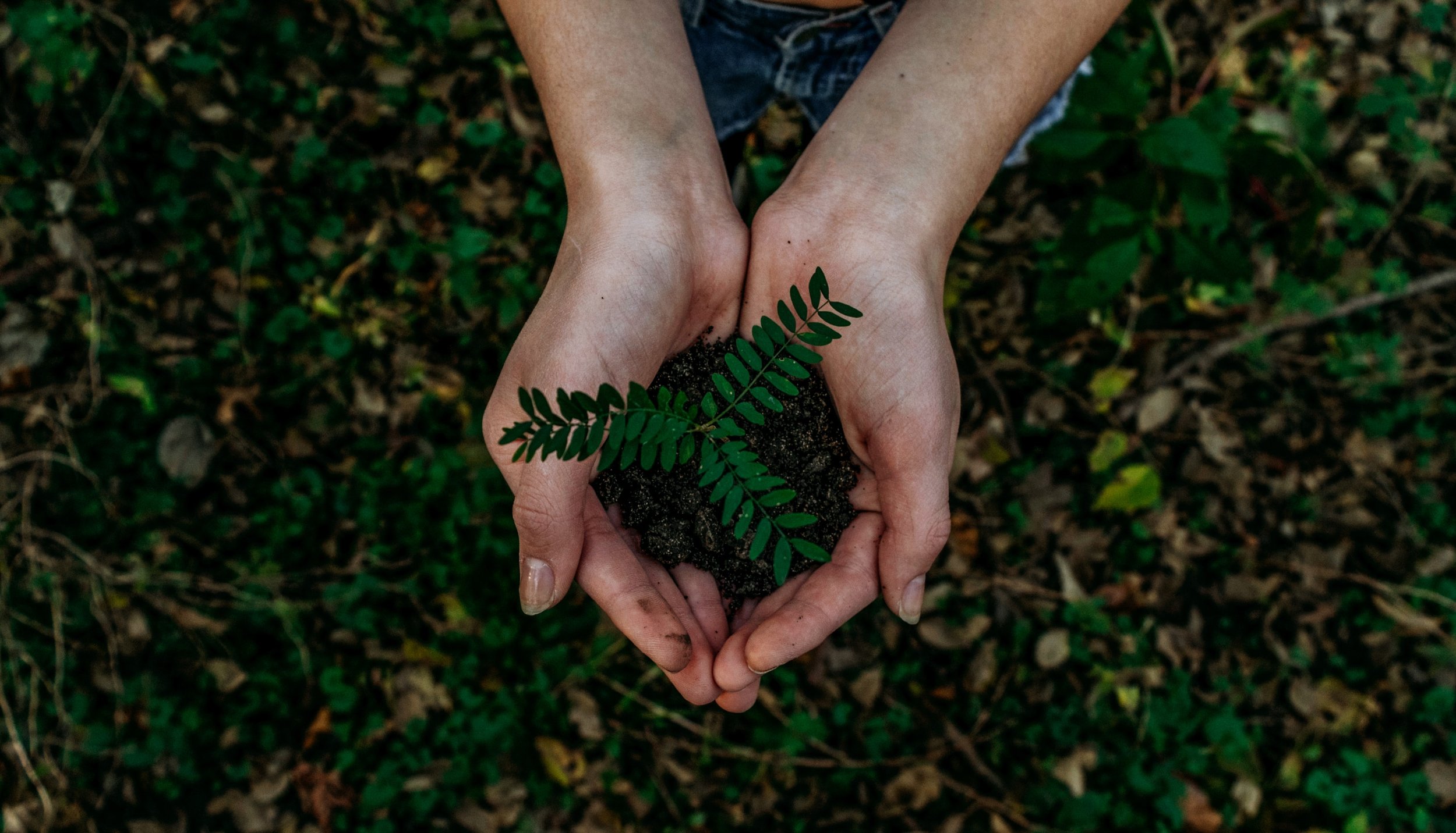 Mother Nature CEO