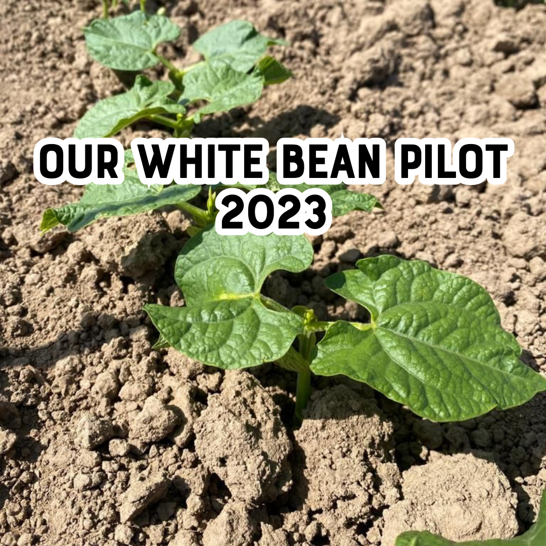 Update on our white bean pilot - 2023