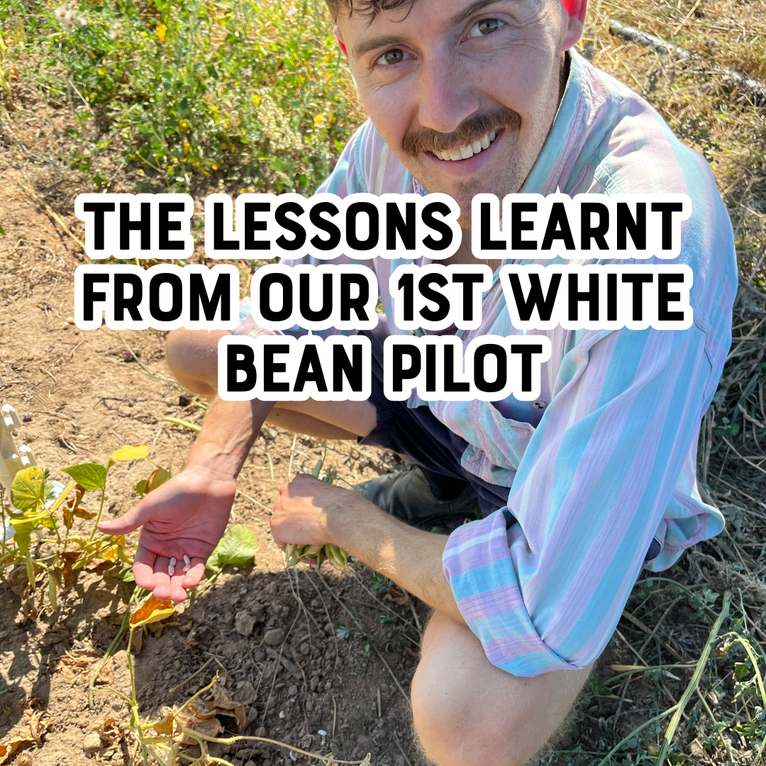The lessons learnt from our 1st white bean pilot