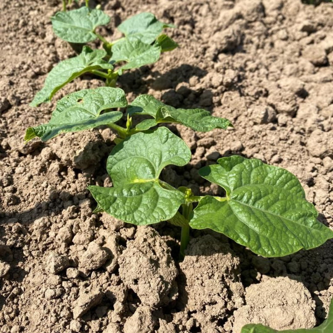 White bean plants